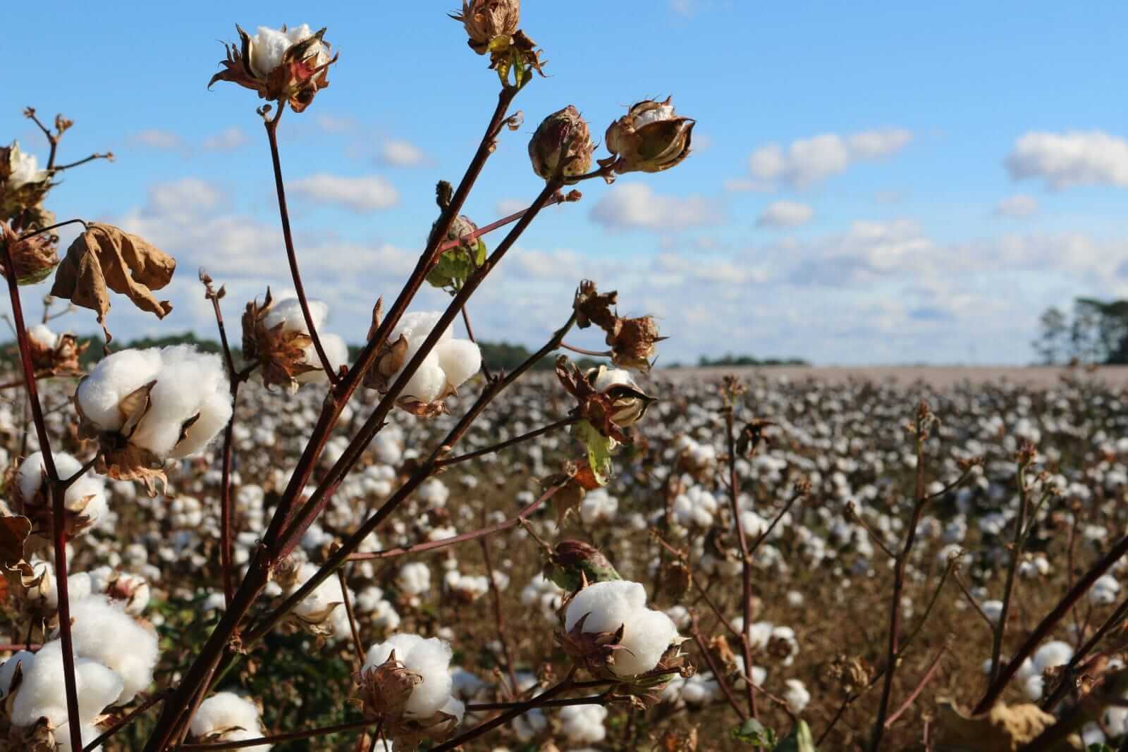 Cotton Rounds Out Wednesday with Gains