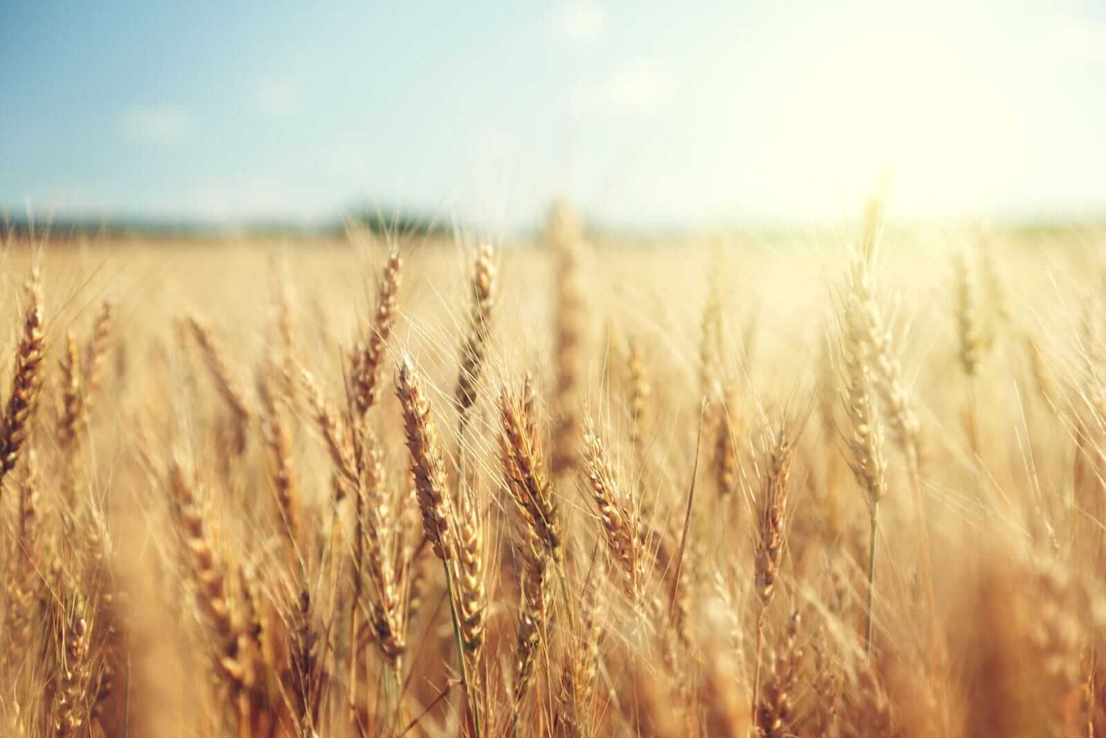 Wheat Bulls Put Premium in Heading into the Weekend